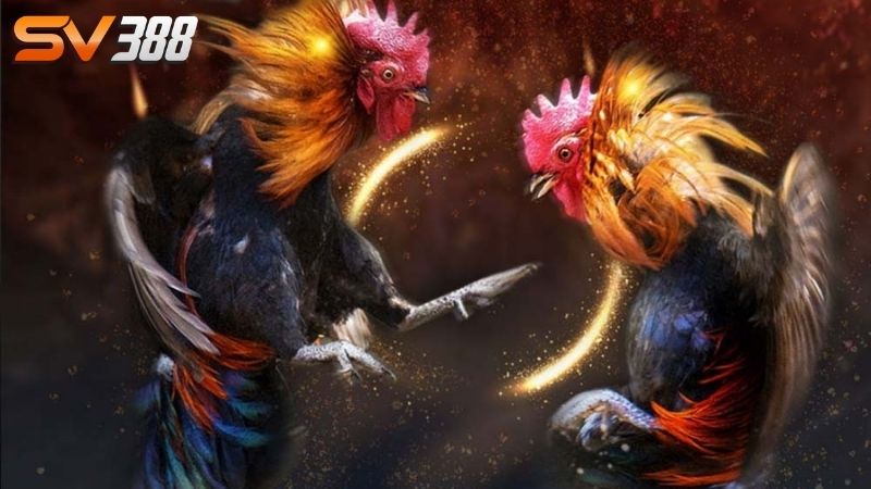 Đá gà Mỹ SV388: Xem đá gà trực tiếp, đặt cược siêu kịch tính - SLOT68.MOBI Đá gà Mỹ SV388: Xem đá gà trực tiếp, đặt cược siêu kịch tính - SLOT68.MOBI