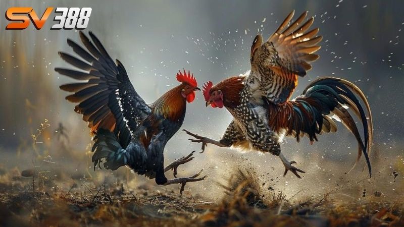 Giới thiệu về SV388 tổng quan - Nhà cái đá gà hàng đầu - SLOT68.MOBI